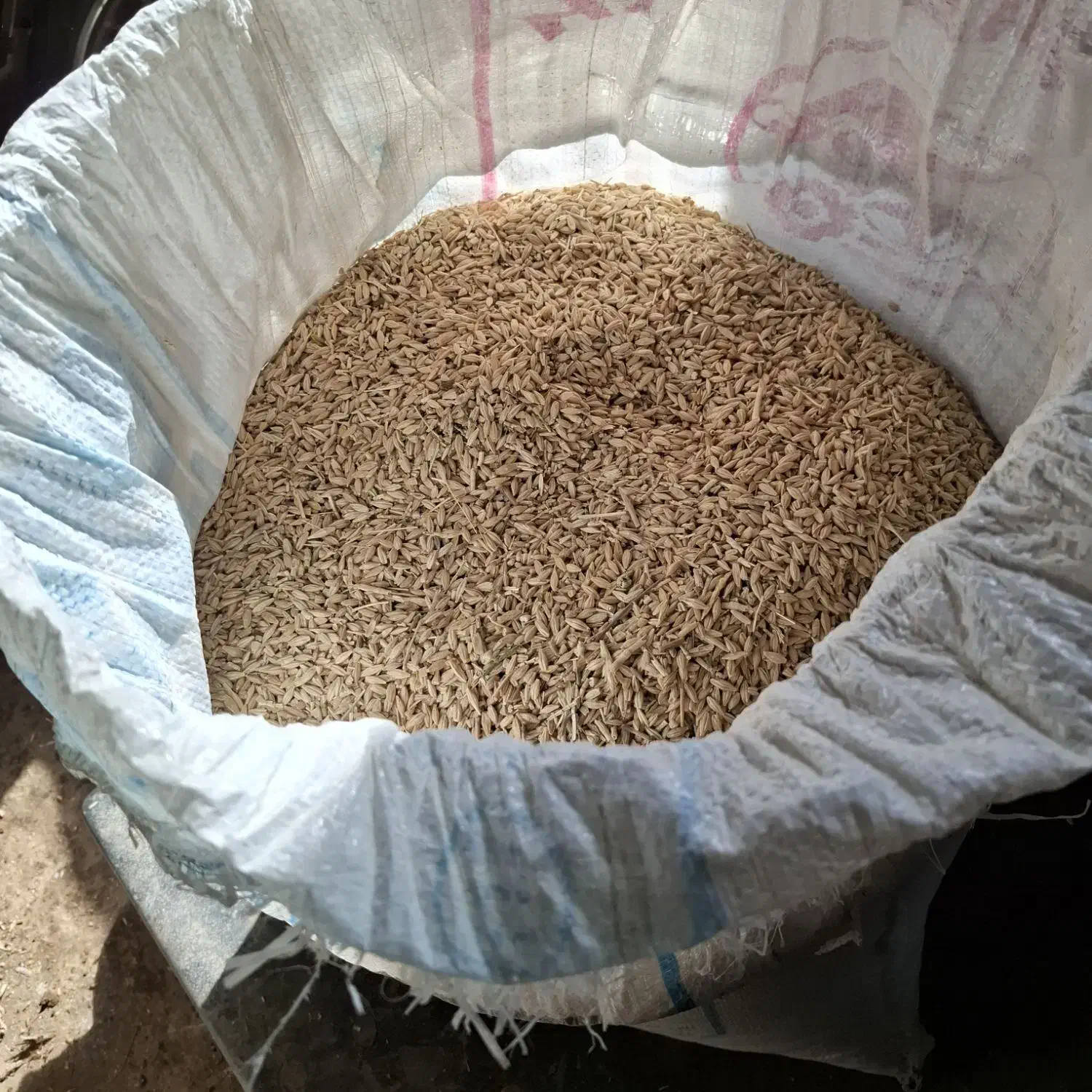 جو سهند دیم|گل و گیاه طبیعی|شیروان (خراسان), |دیوار