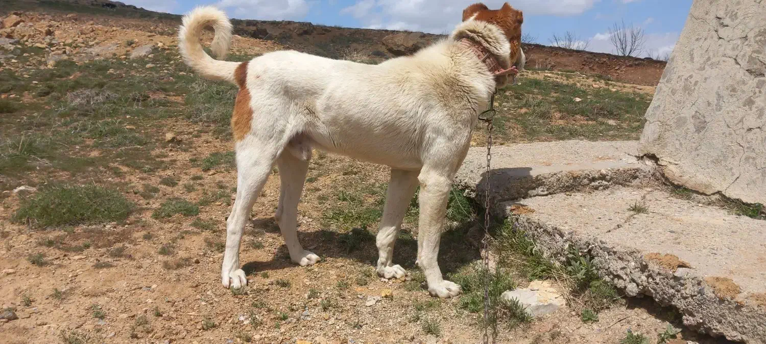 سگ.|سگ|بروجرد, |دیوار