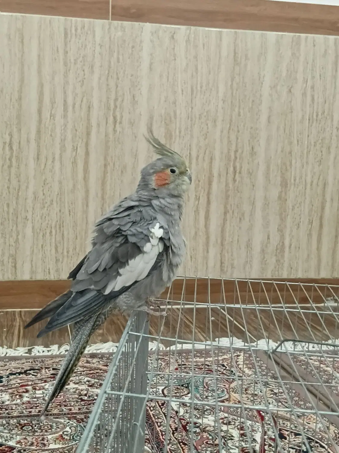 طوطی|پرنده|بانه, |دیوار