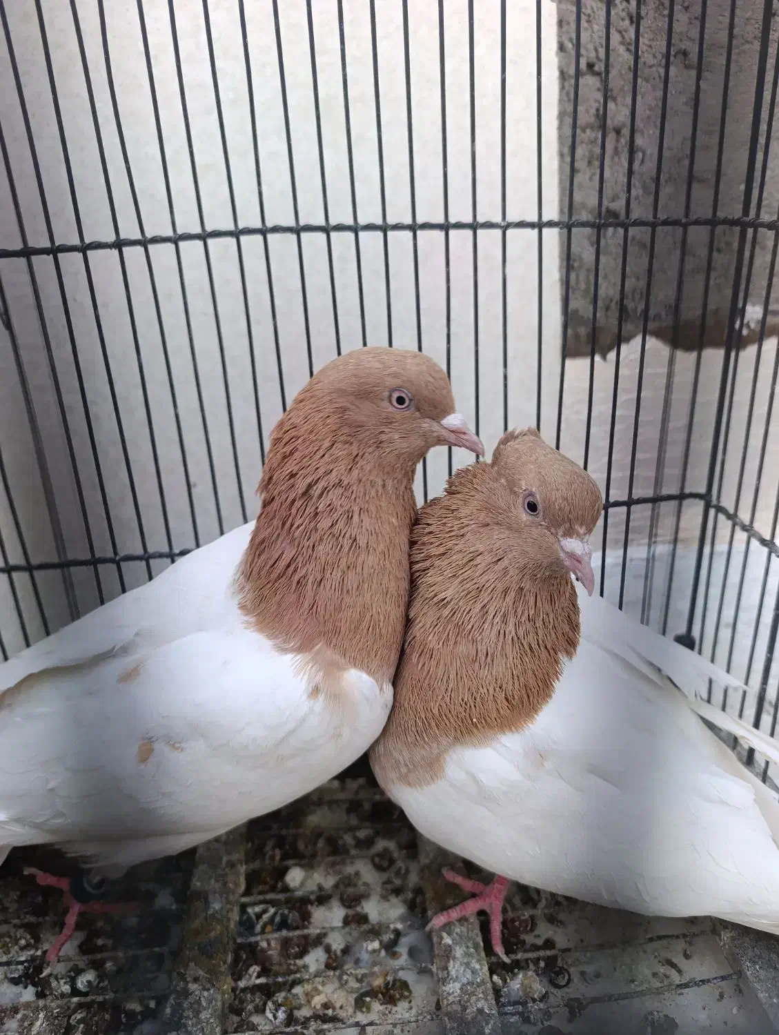 کبوتر رنگی|پرنده|سراوان, |دیوار