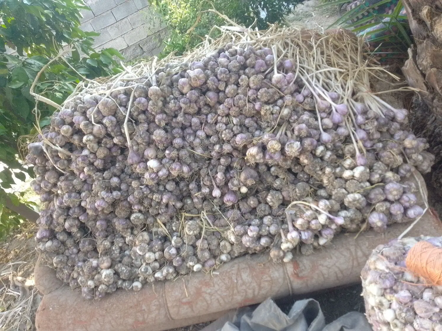 سیر محلی|خوردنی و آشامیدنی|فارغان, |دیوار