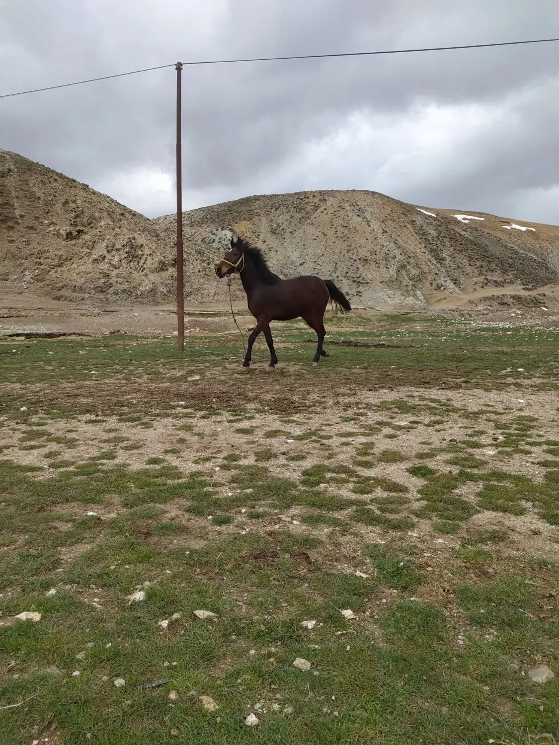 اسب|اسب و تجهیزات اسبسواری|دیواندره, |دیوار