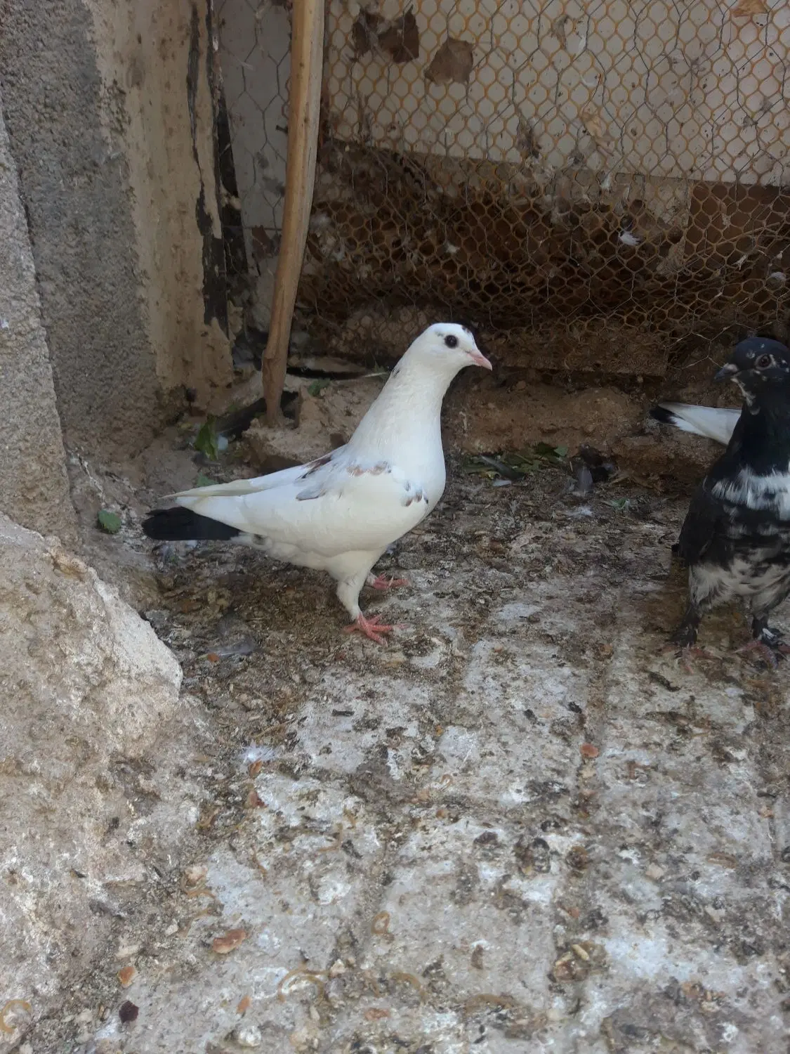 کبوتر|پرنده|قوچان, |دیوار