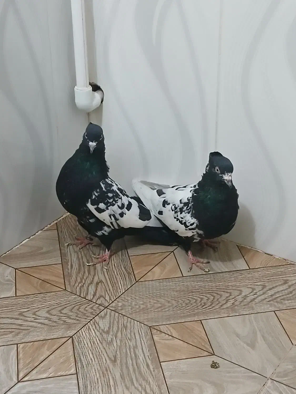 سینه|پرنده|اسفراین, |دیوار