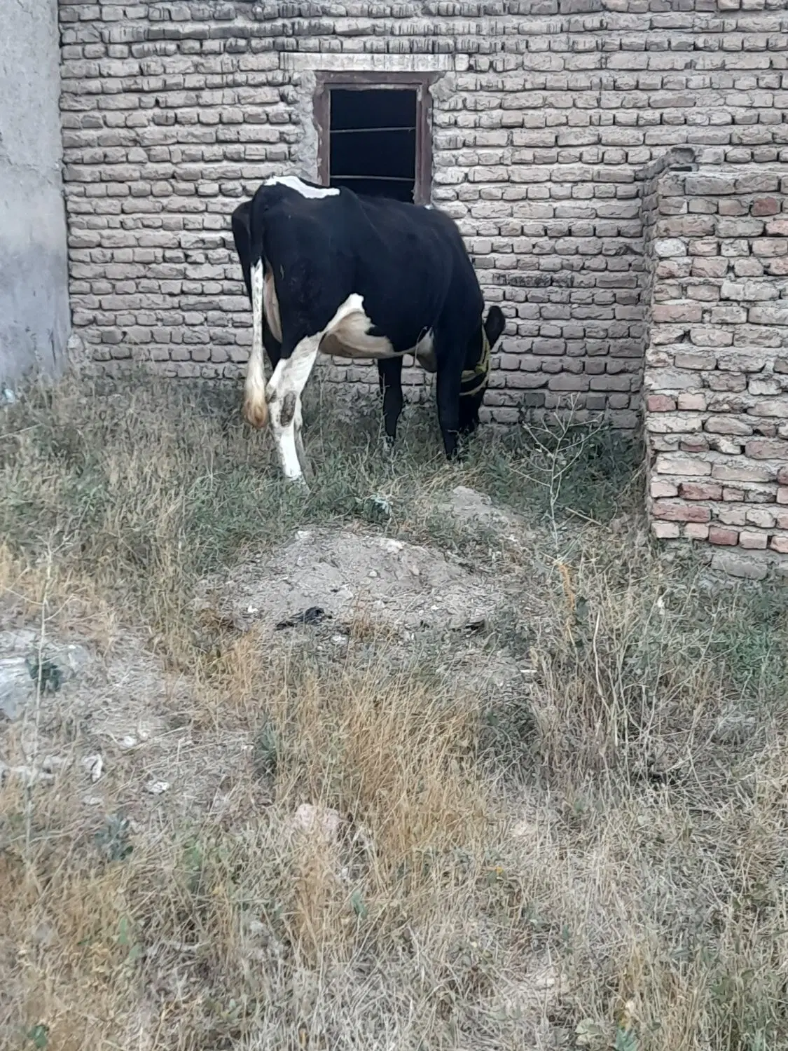 گاو|حیوانات مزرعه|اردبیل, |دیوار