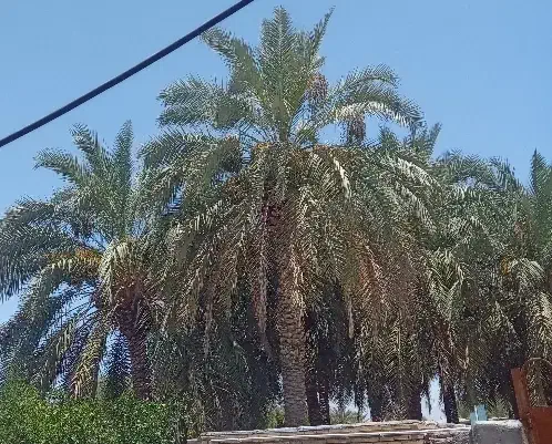مغ بند|خدمات باغبانی و درختکاری|عنبرآباد, |دیوار