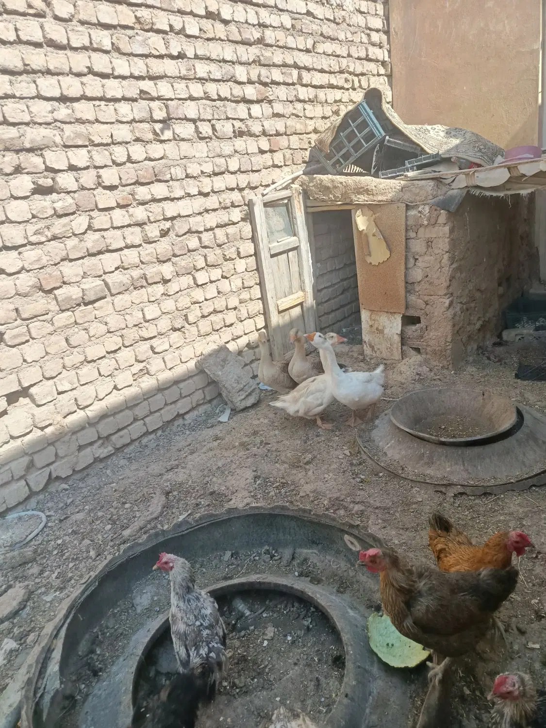 غاز|حیوانات مزرعه|فامنین, |دیوار