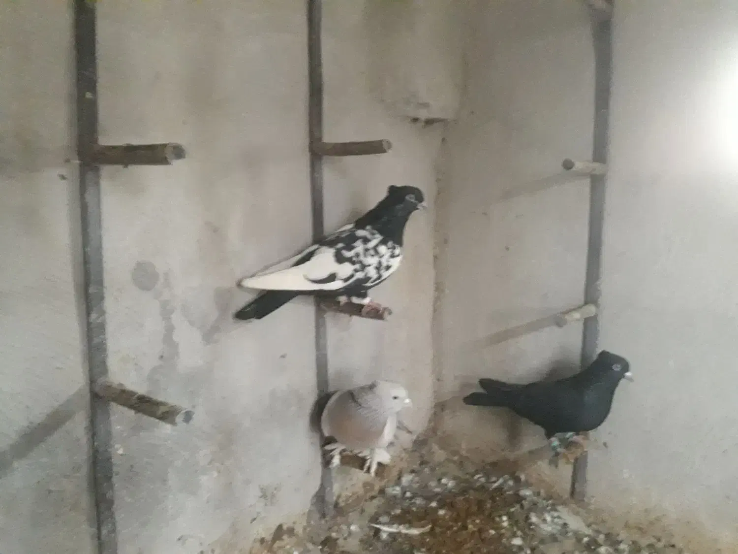 کفتر|پرنده|شیراز, آزادگان|دیوار