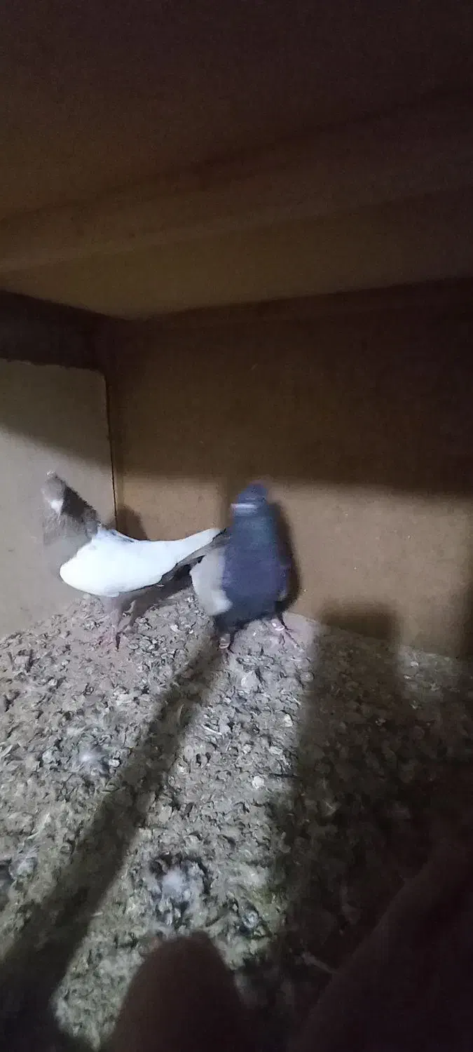 سینه ای|پرنده|خرمشهر, |دیوار