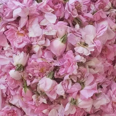 گل محمدی|گل و گیاه طبیعی|طاغنکوه, |دیوار