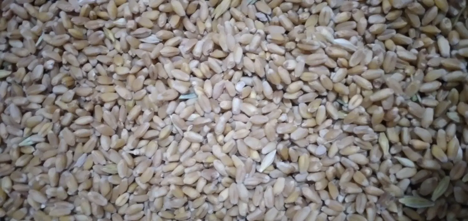 گندم|خدمات باغبانی و درختکاری|اهواز, سیاحی(سه راه خرمشهر)|دیوار
