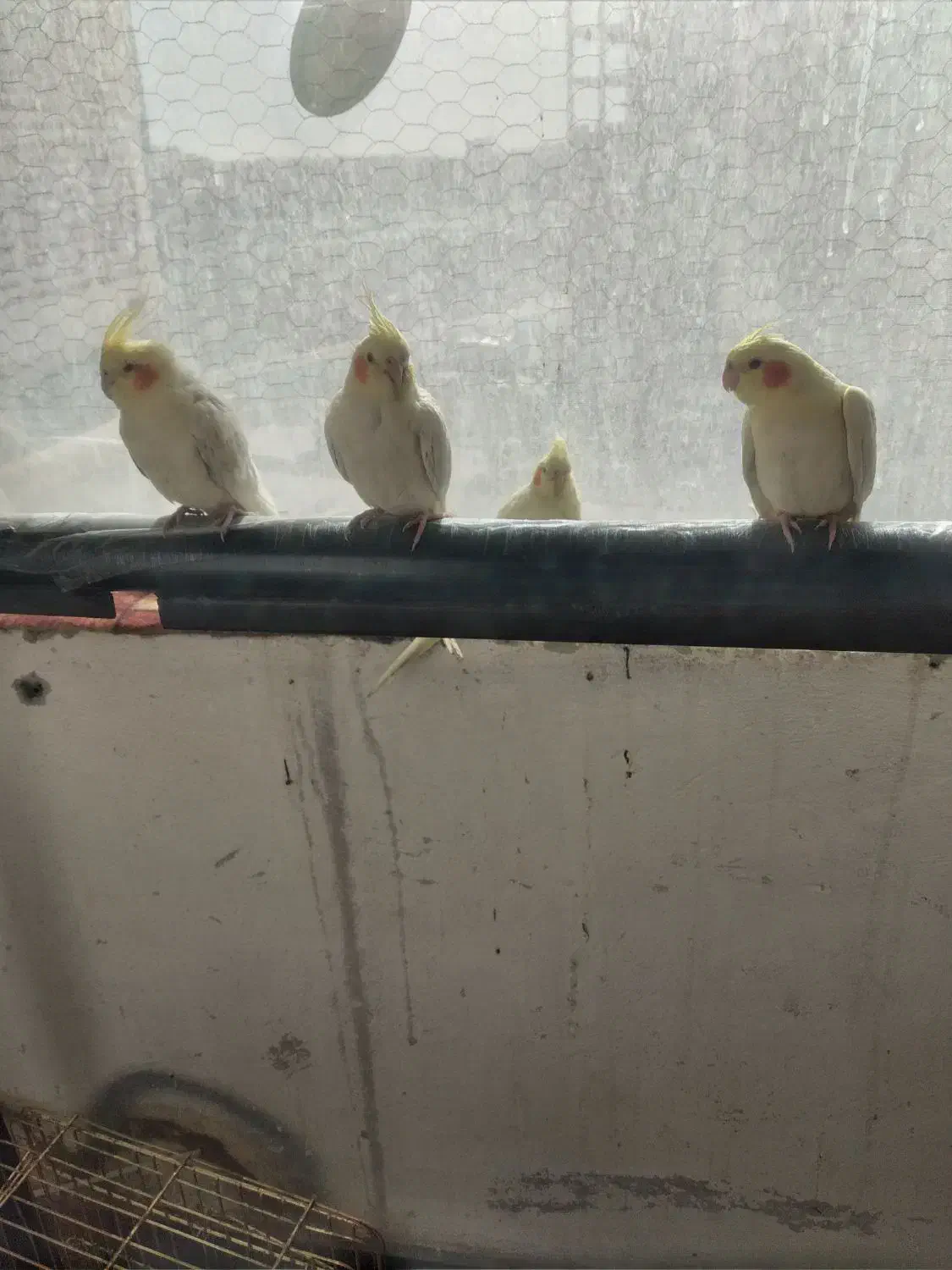 لوتینو|پرنده|پرند, فاز ۴|دیوار