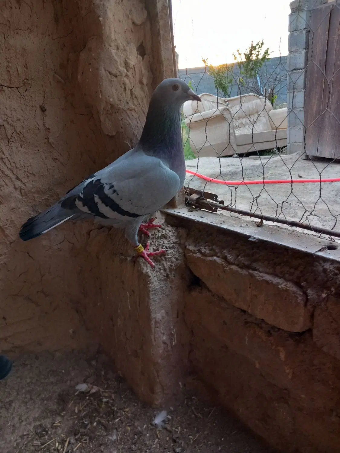 کبوتر|پرنده|شیروان (خراسان), |دیوار