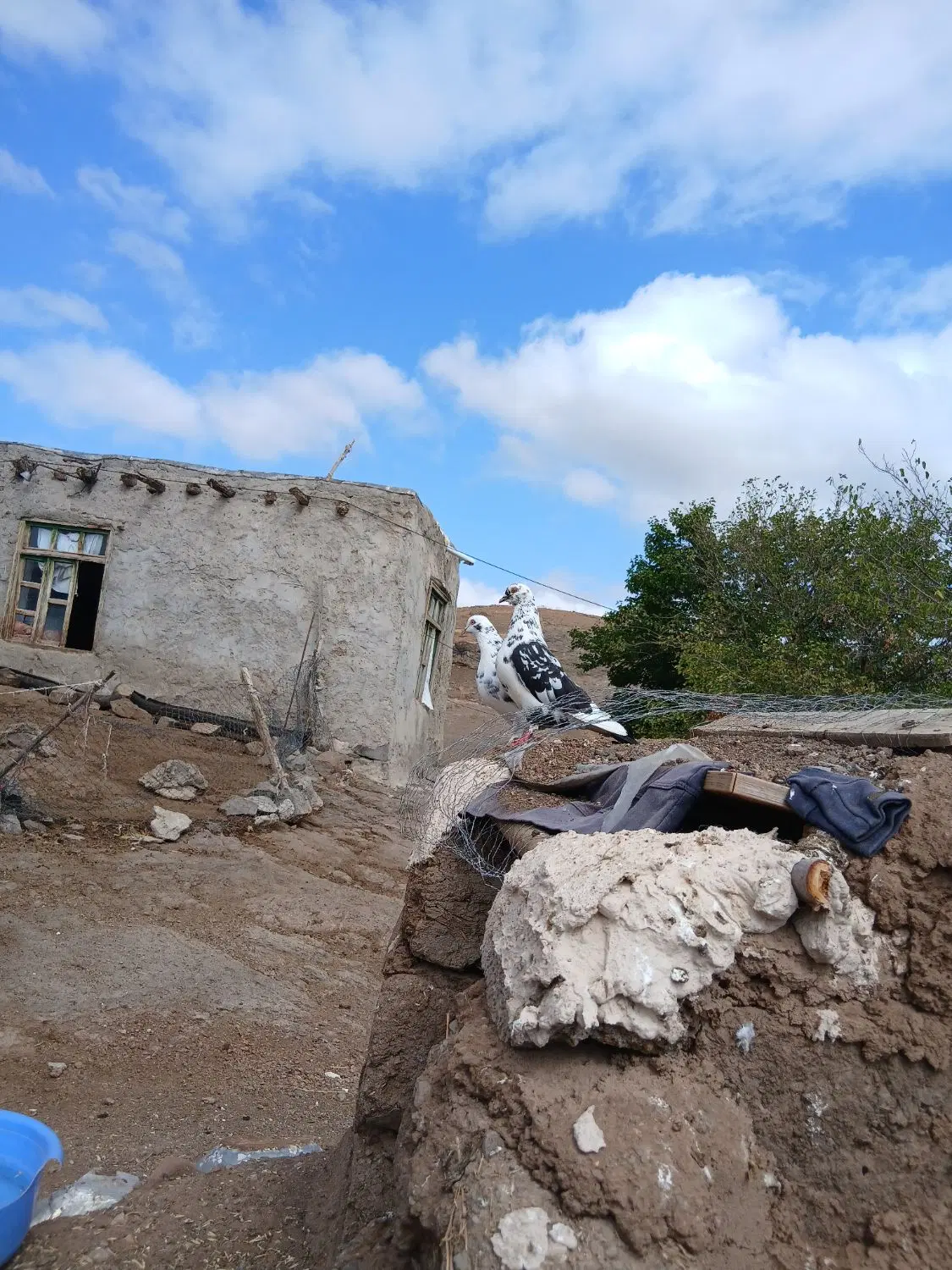 کبوتر|پرنده|مرادلو, |دیوار