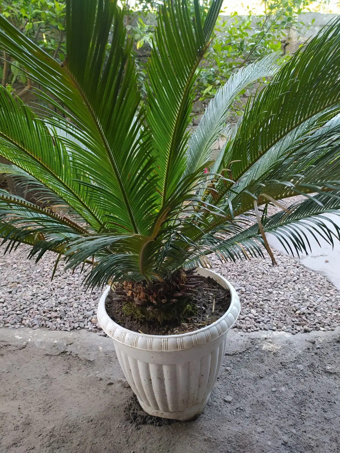 سیکاس|گل و گیاه طبیعی|لاهیجان, آهندان|دیوار