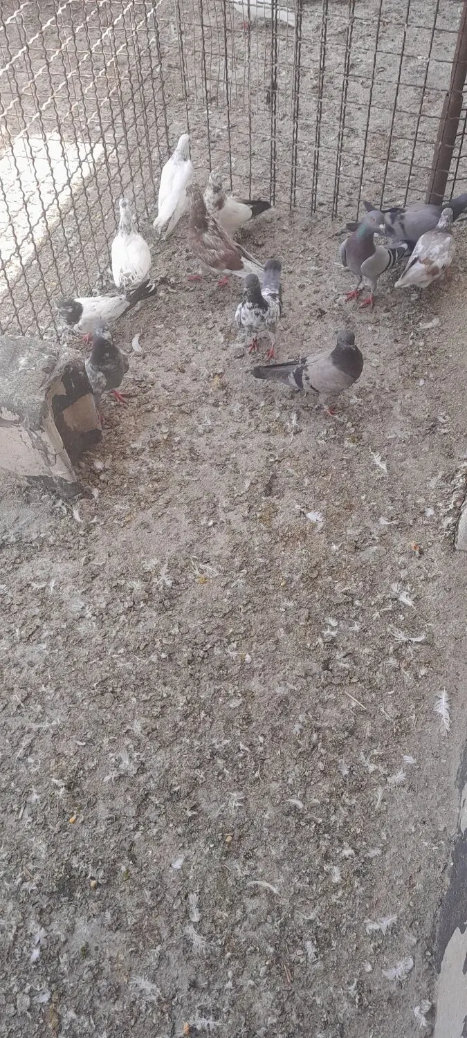 کفتر|پرنده|چمران, |دیوار