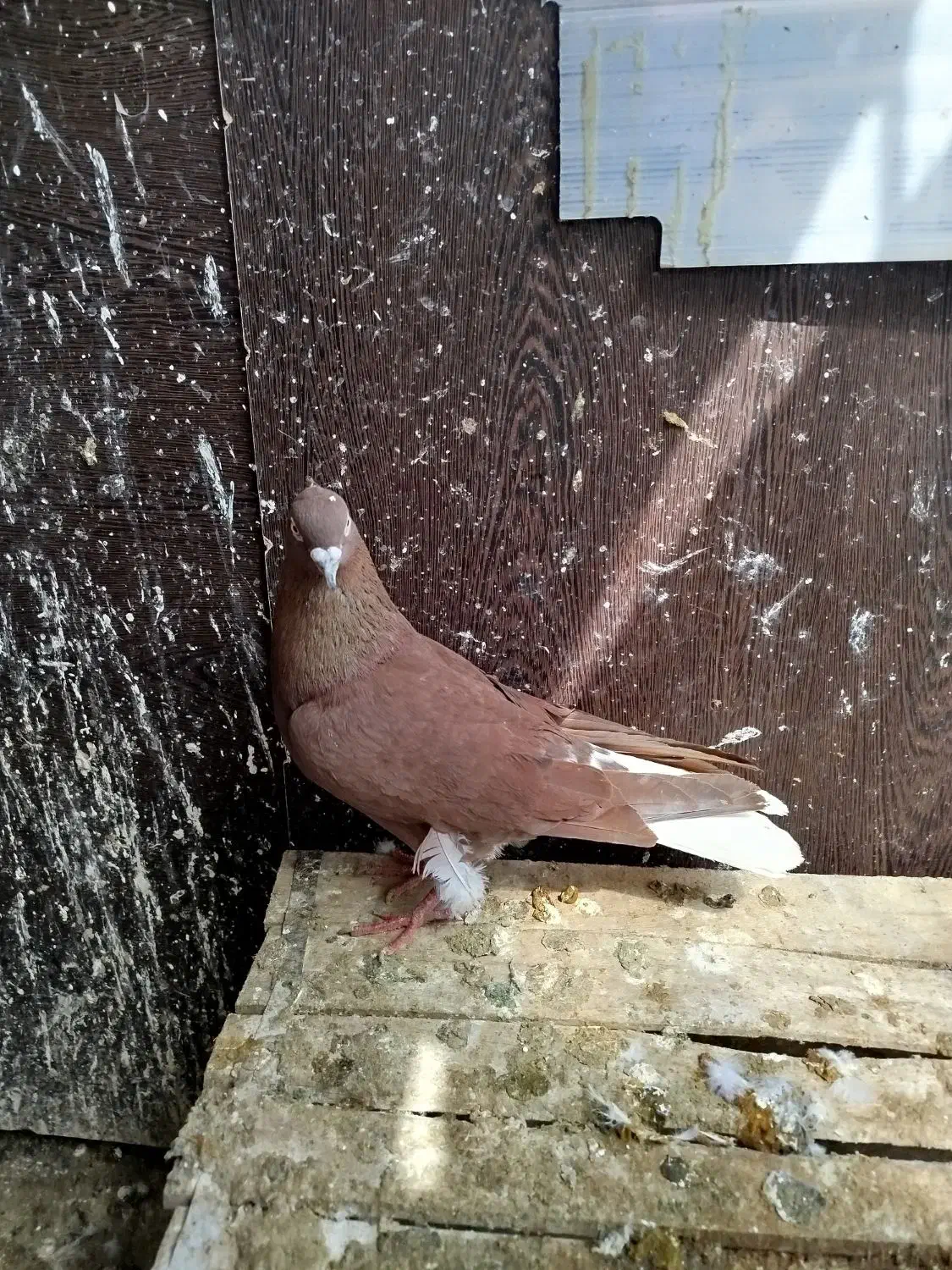 کبوتر|پرنده|قزوین, |دیوار