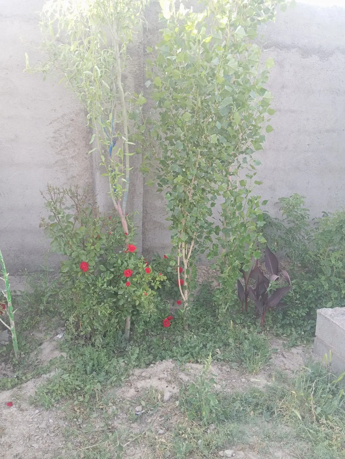 تصویر 6