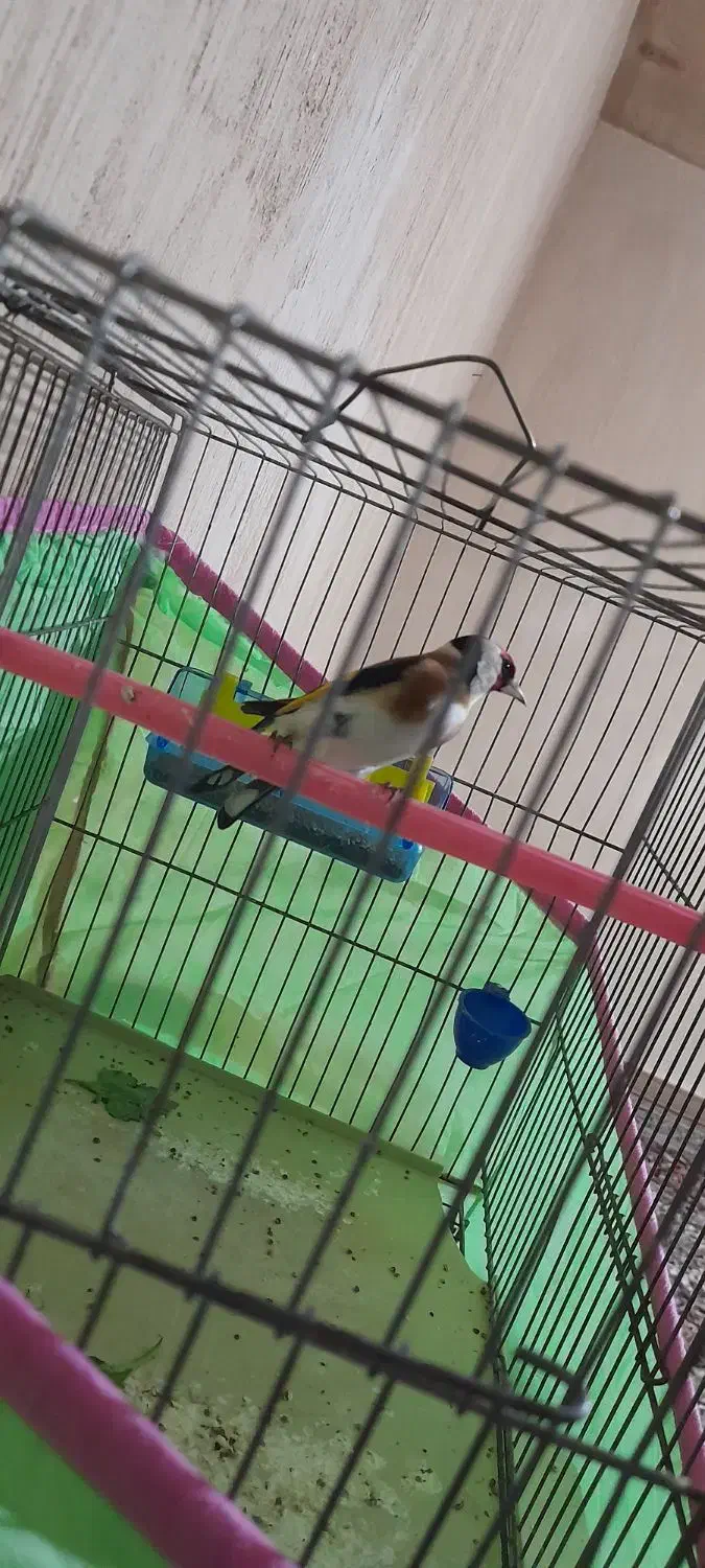 سهره|پرنده|اسلام‌‌آباد غرب, |دیوار