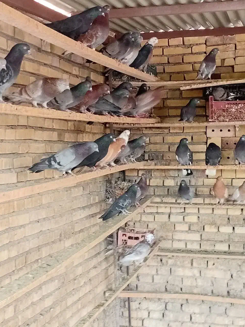 کبوتر|پرنده|قشم, |دیوار