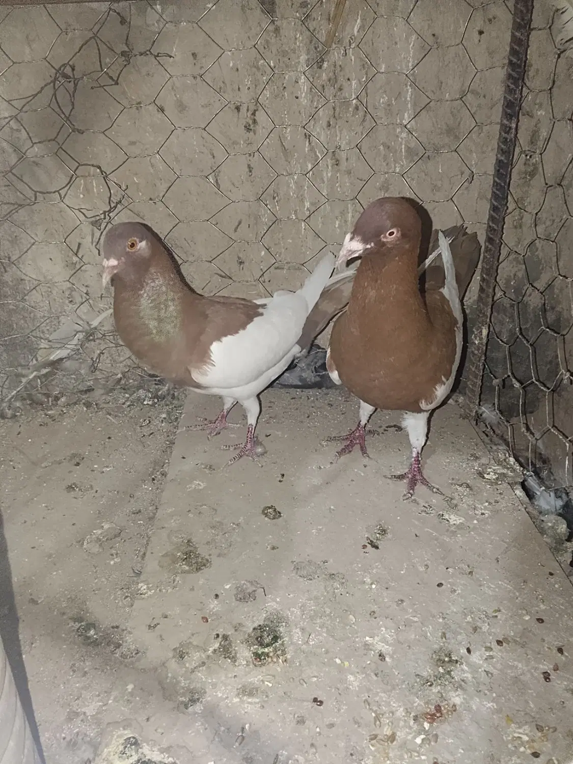 کفتر|پرنده|گلباف, |دیوار