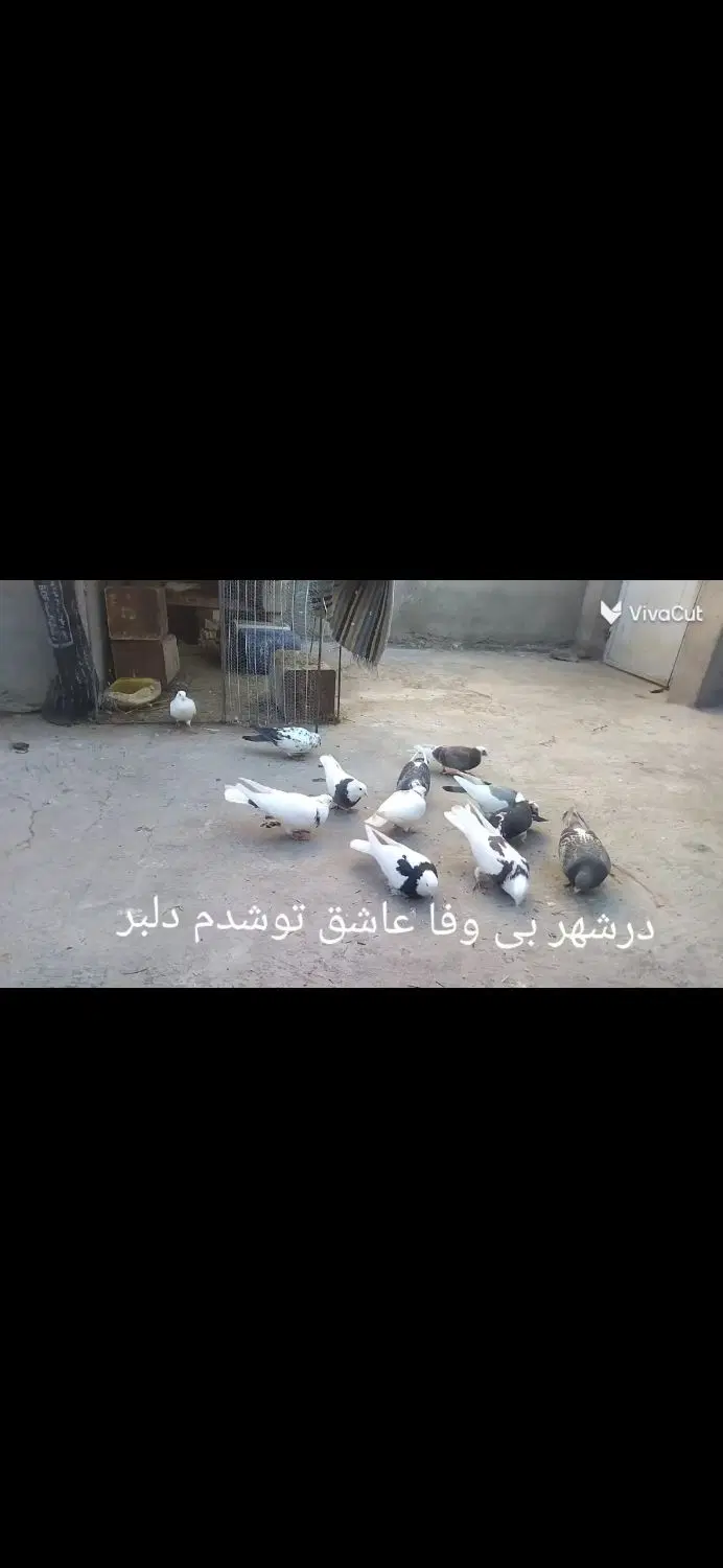 کبوتر|پرنده|قهستان, |دیوار