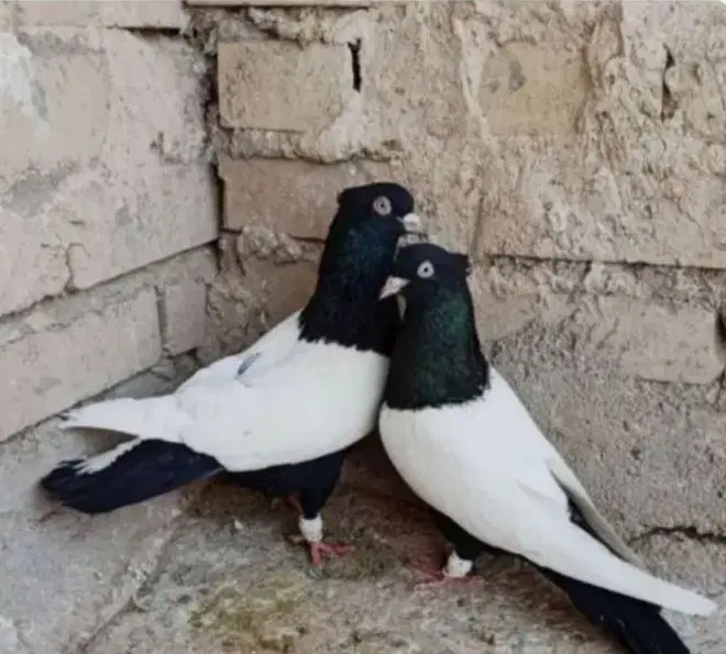 کفتر|پرنده|سبزوار, رضوان|دیوار