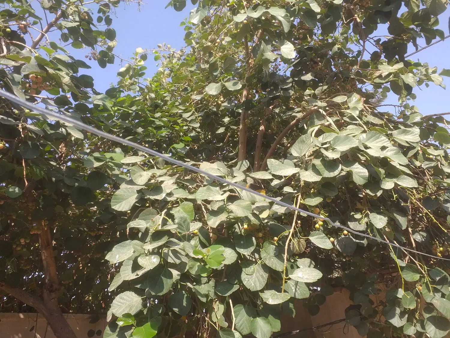 سپستان|گل و گیاه طبیعی|آبادان, |دیوار