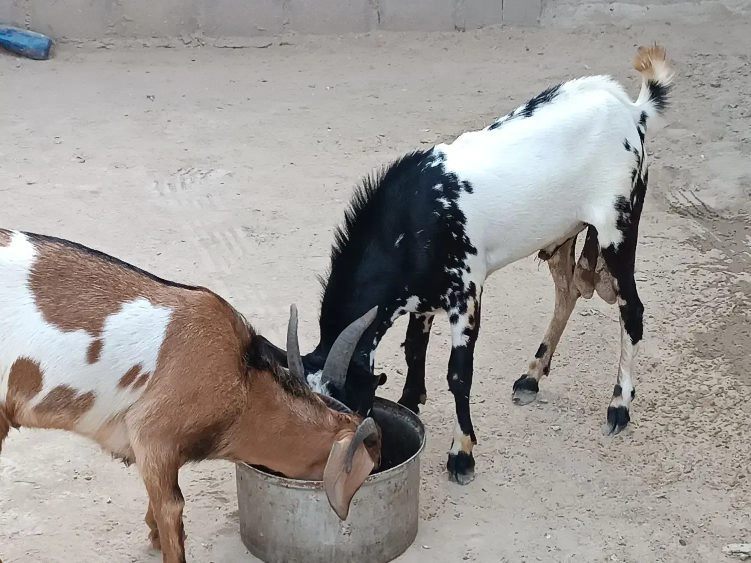 نری|حیوانات مزرعه|قشم, |دیوار