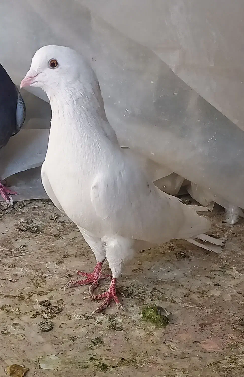 کبوتر|پرنده|مشکین‌دشت, |دیوار