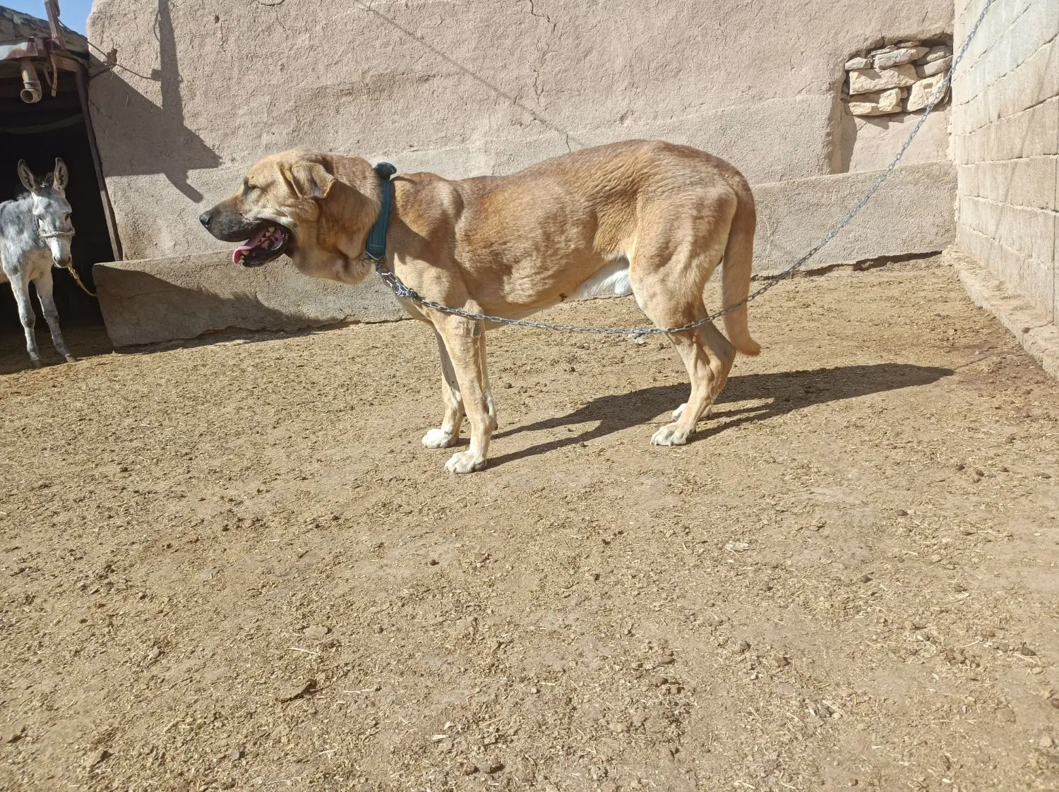 سگ عراقی|سگ|کبودرآهنگ, |دیوار