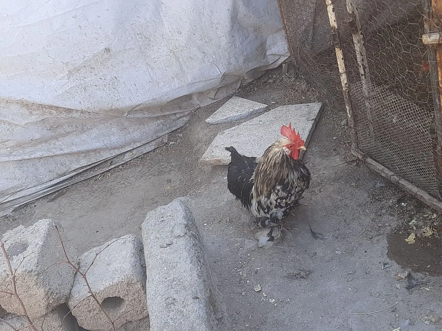 خروس|حیوانات مزرعه|مبارکه, |دیوار