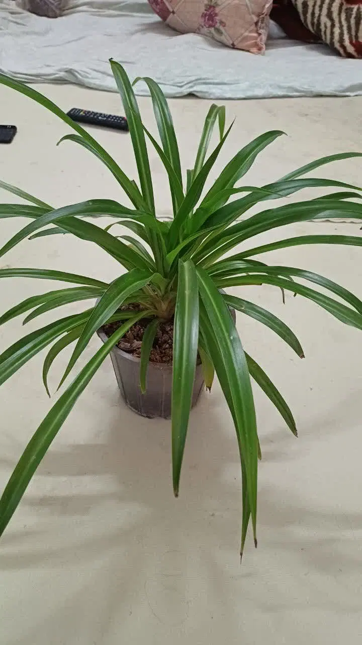 گیاهان|گل و گیاه طبیعی|قم, دروازه کاشان|دیوار