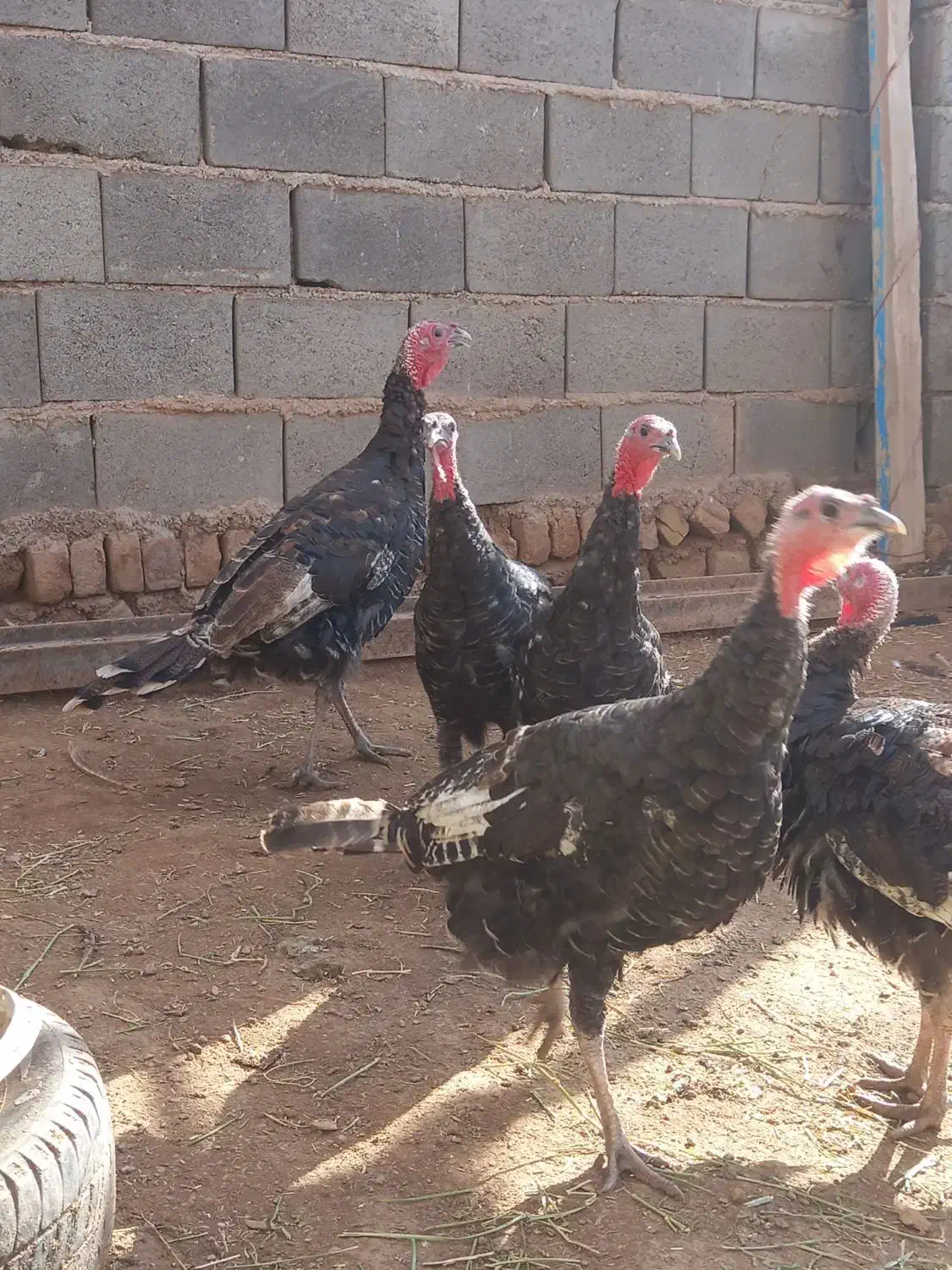 بوقلمون|حیوانات مزرعه|قیدار, |دیوار