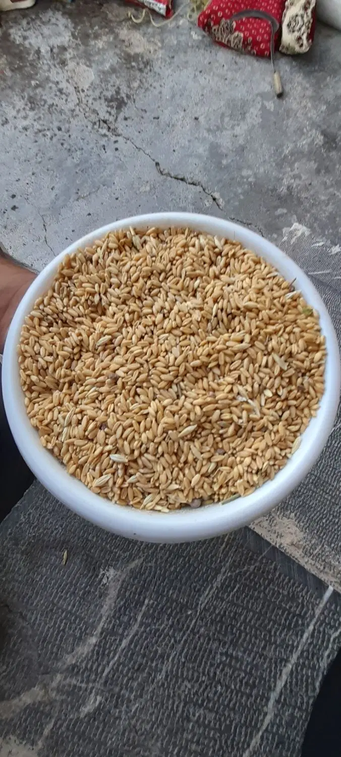 گندم|لوازم جانبی حیوانات|خورش رستم, |دیوار