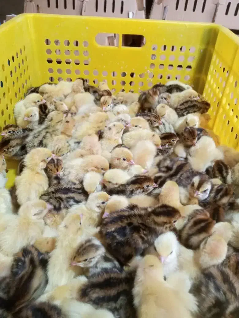 فروش انواع طیور بلدرچین اردک مرغ بوقلمون شترمرغ|حیوانات مزرعه|ورامین, ورامین|دیوار