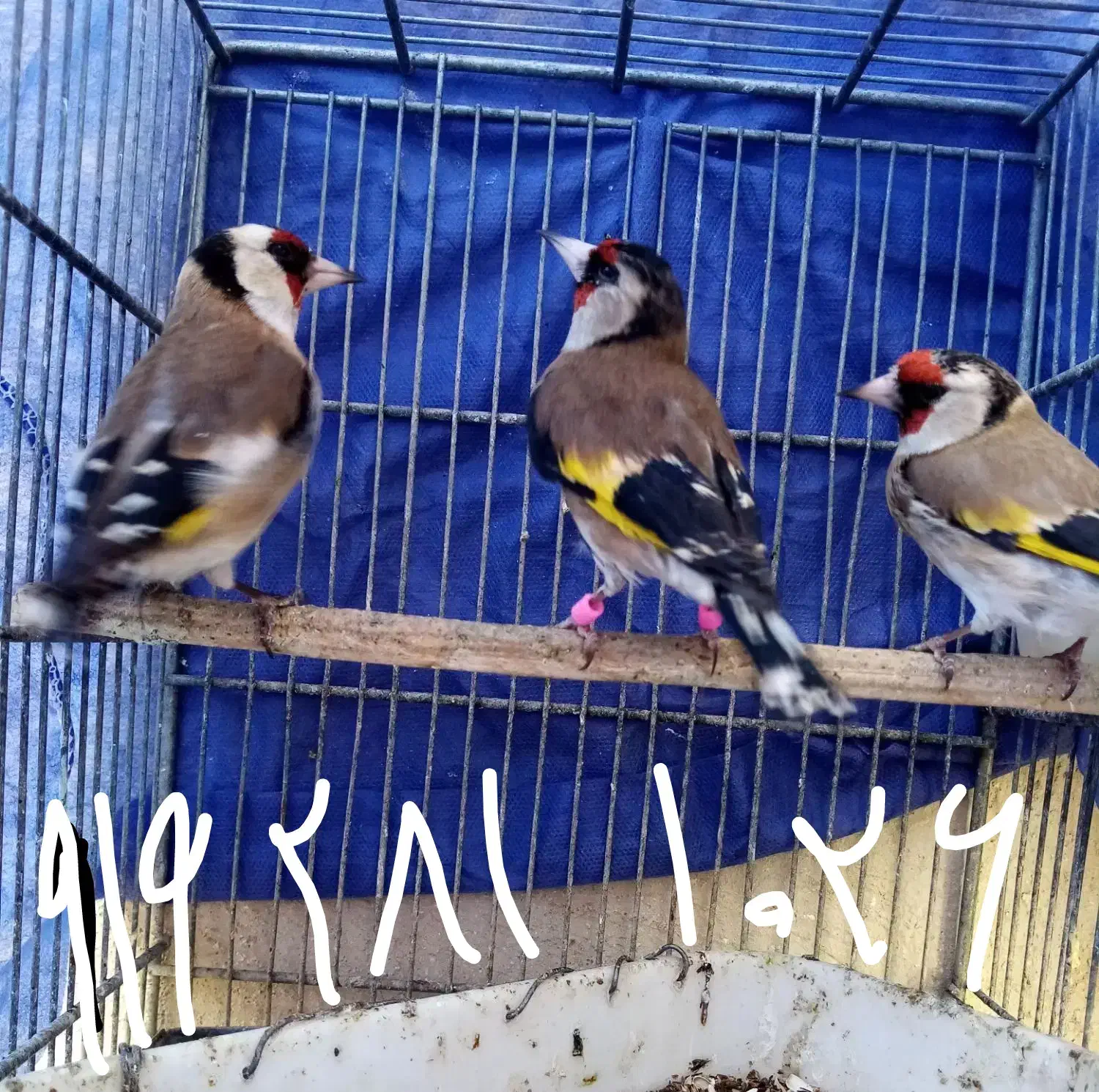 سهره ماده بروجردی و کرمانی|پرنده|قزوین, |دیوار