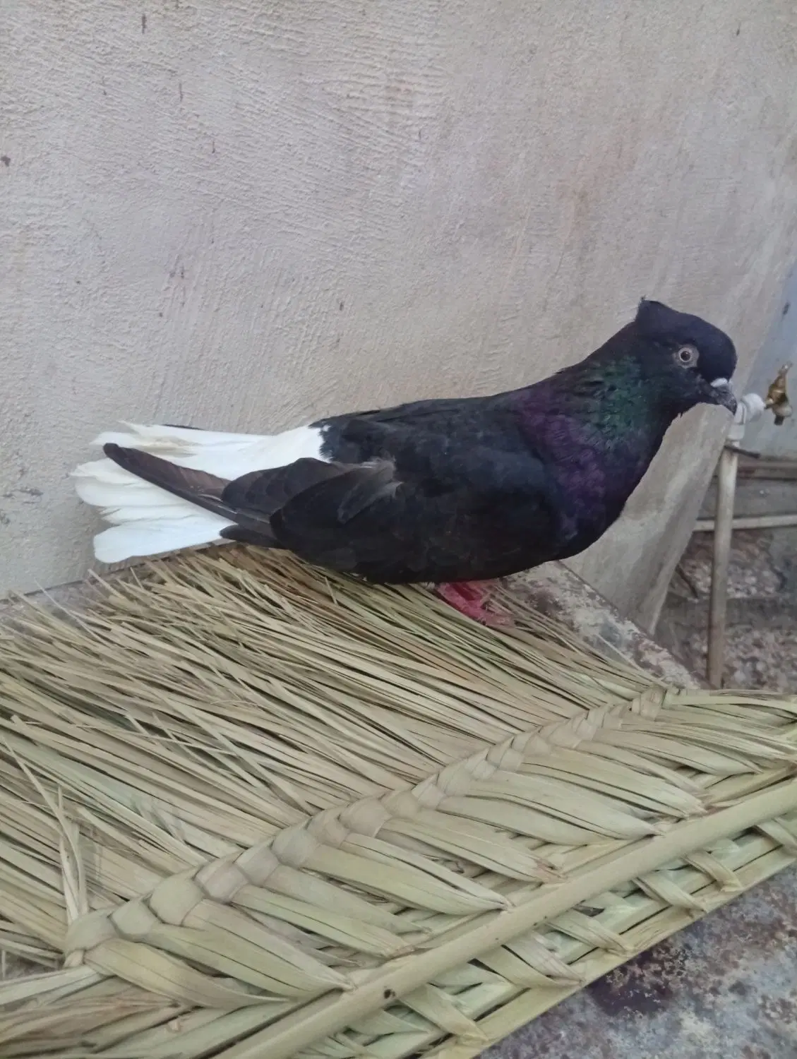 09390163511|سیم‌کارت|اهواز, کوی علوی|دیوار