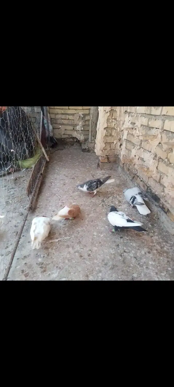 کفتر|پرنده|رادکان, |دیوار