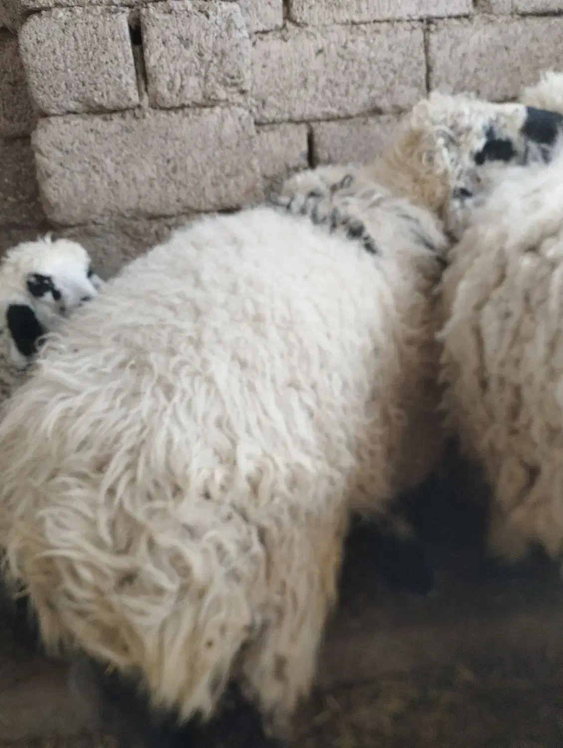 بره چاق|حیوانات مزرعه|نیمروز, |دیوار