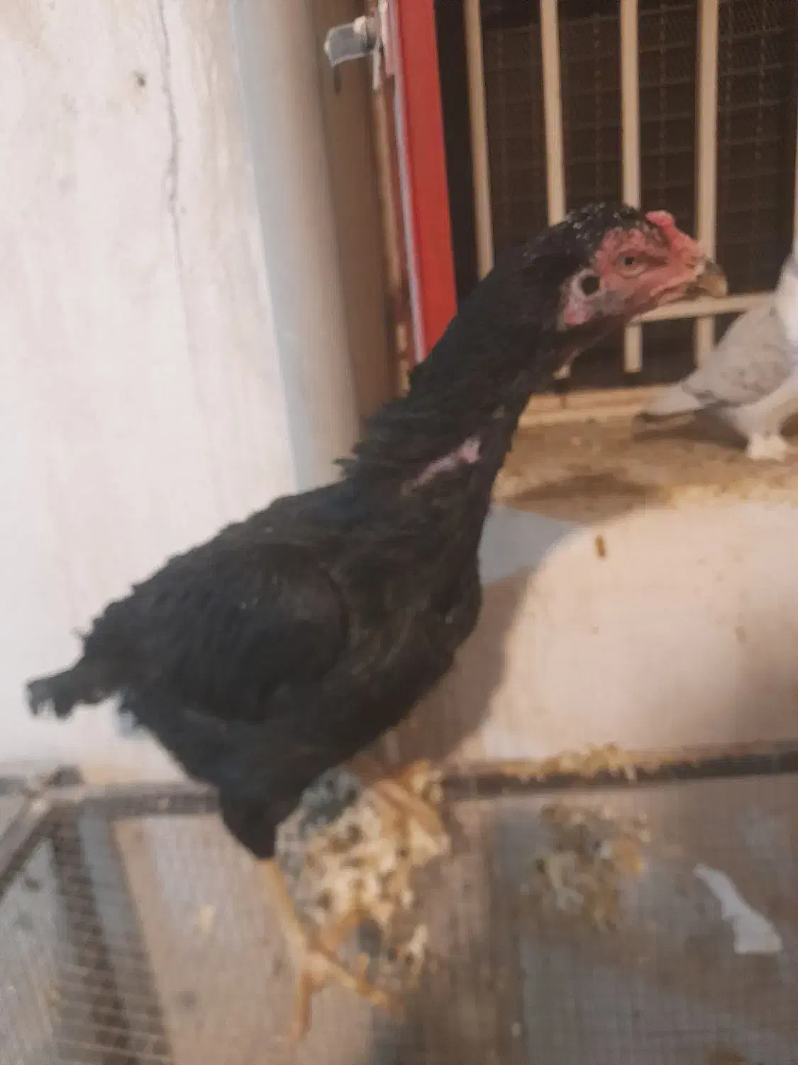 مرغ لاری|حیوانات مزرعه|همدان, |دیوار