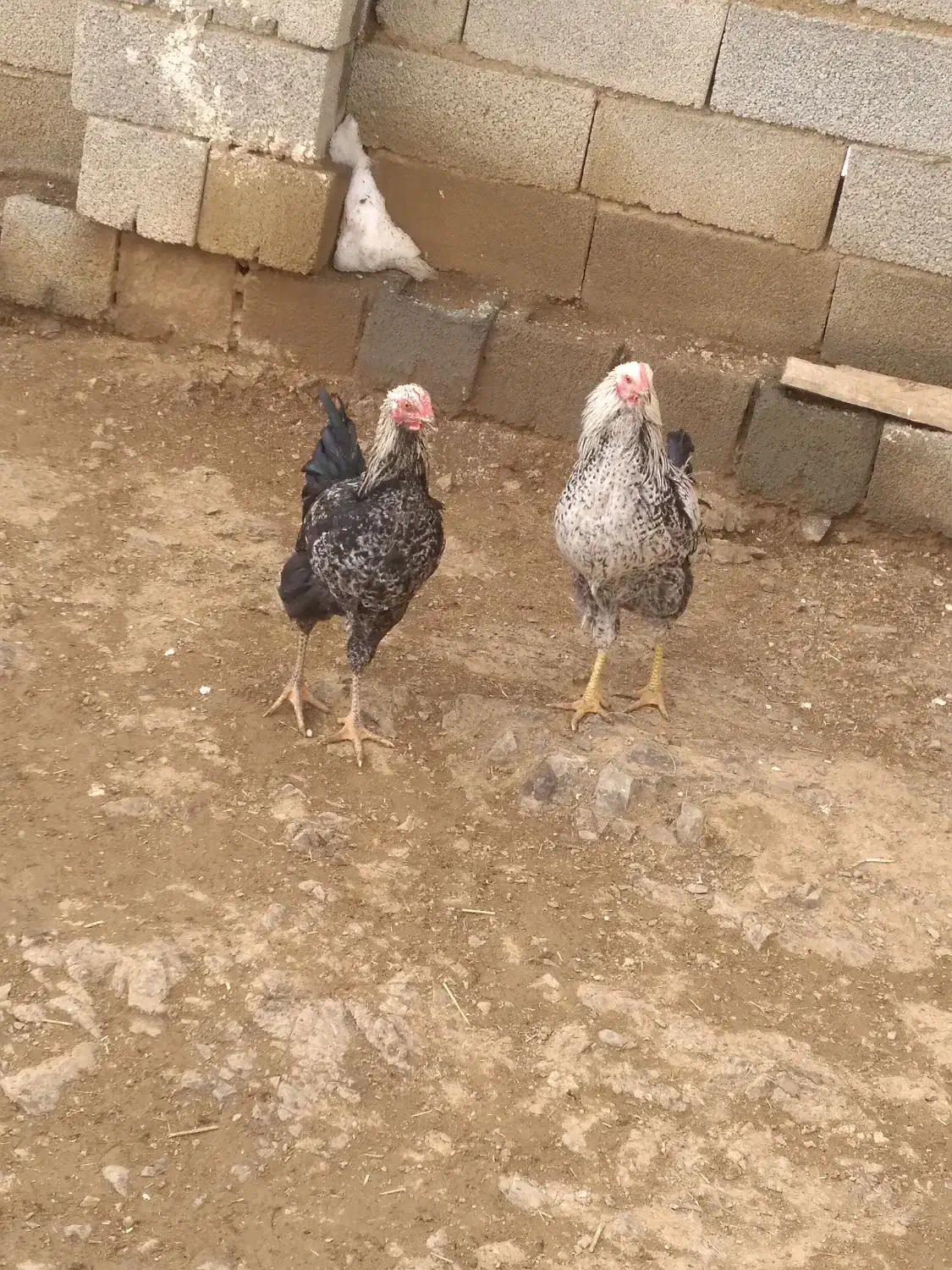 خروس|حیوانات مزرعه|حسین آباد, |دیوار