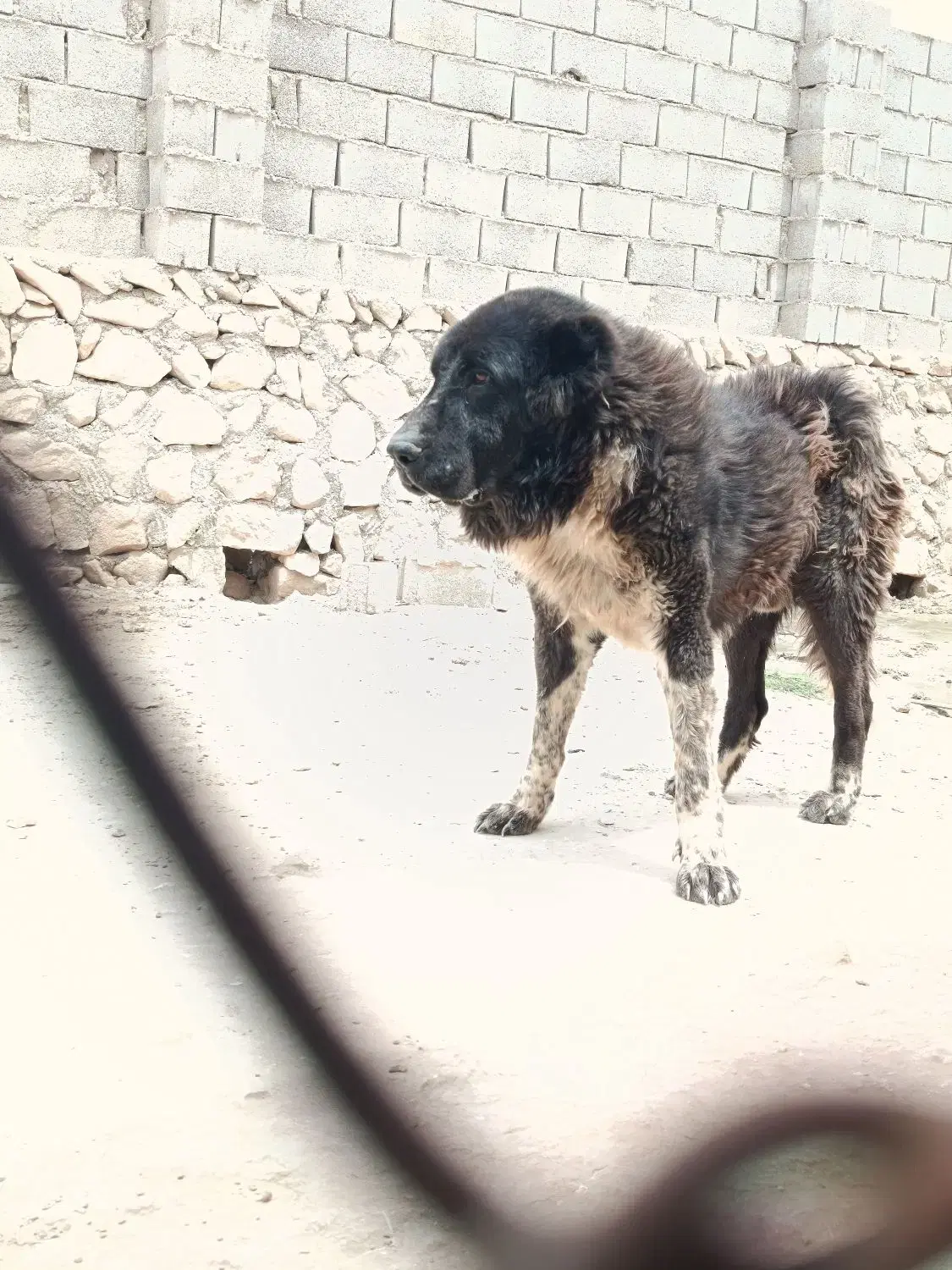 سگ نگهبان|سگ|خورموج, |دیوار
