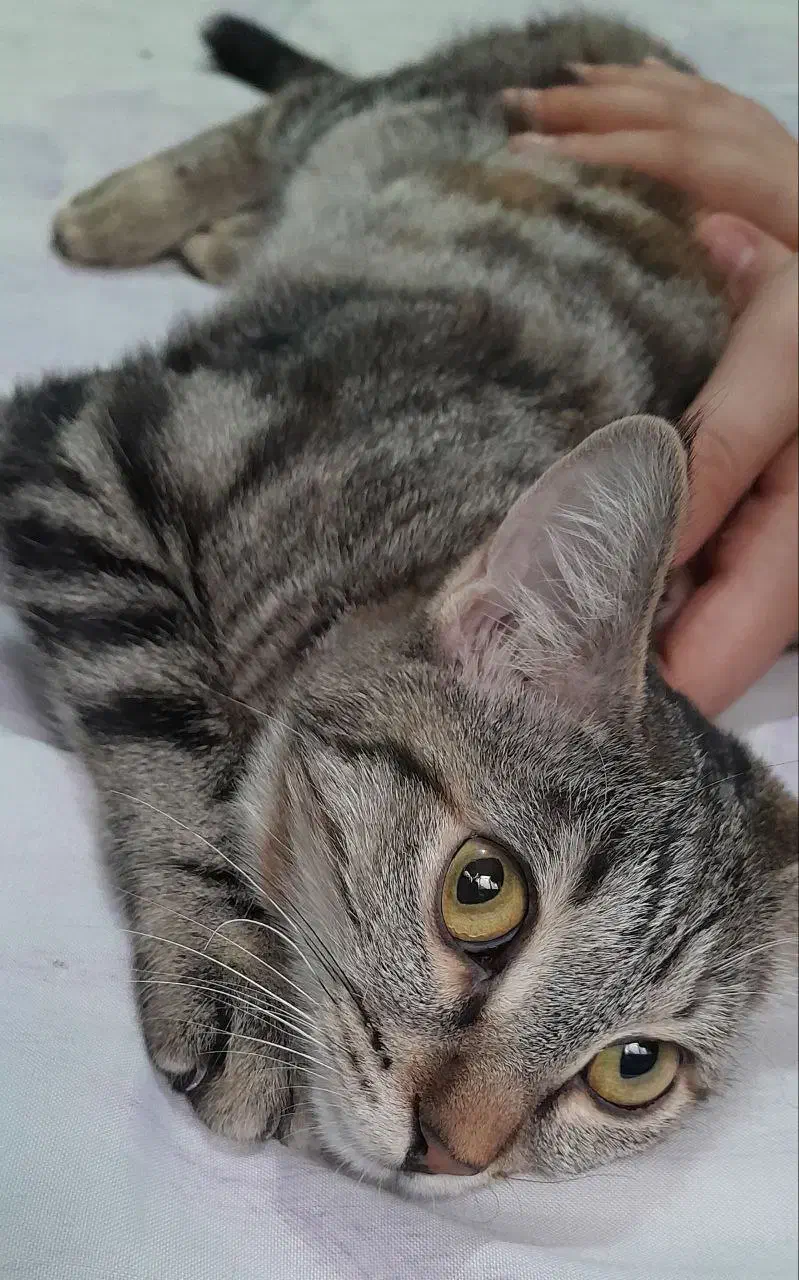 ۴ تا پیشی|گربه|تبریز, |دیوار