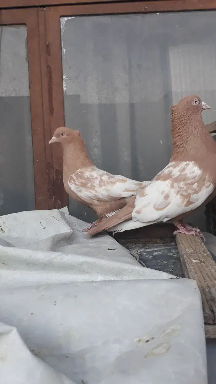 کبوتر|پرنده|شیراز, لب آب|دیوار