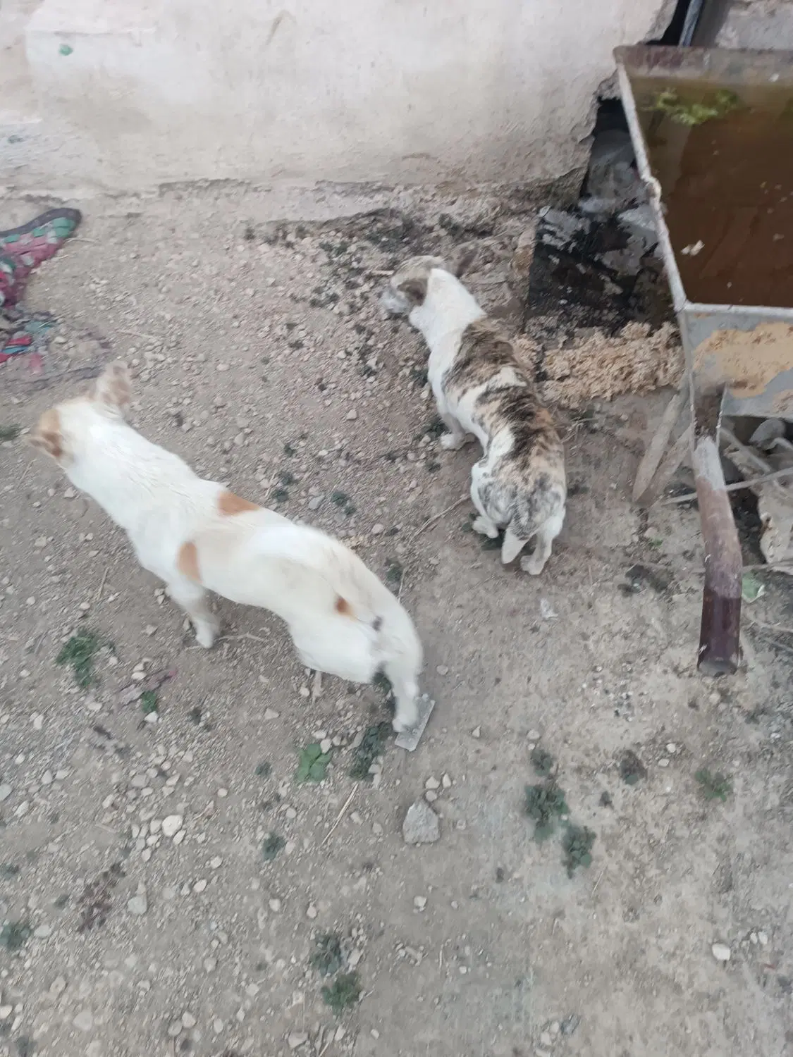 سگ خونگی|سگ|شیراز, بید زرد|دیوار