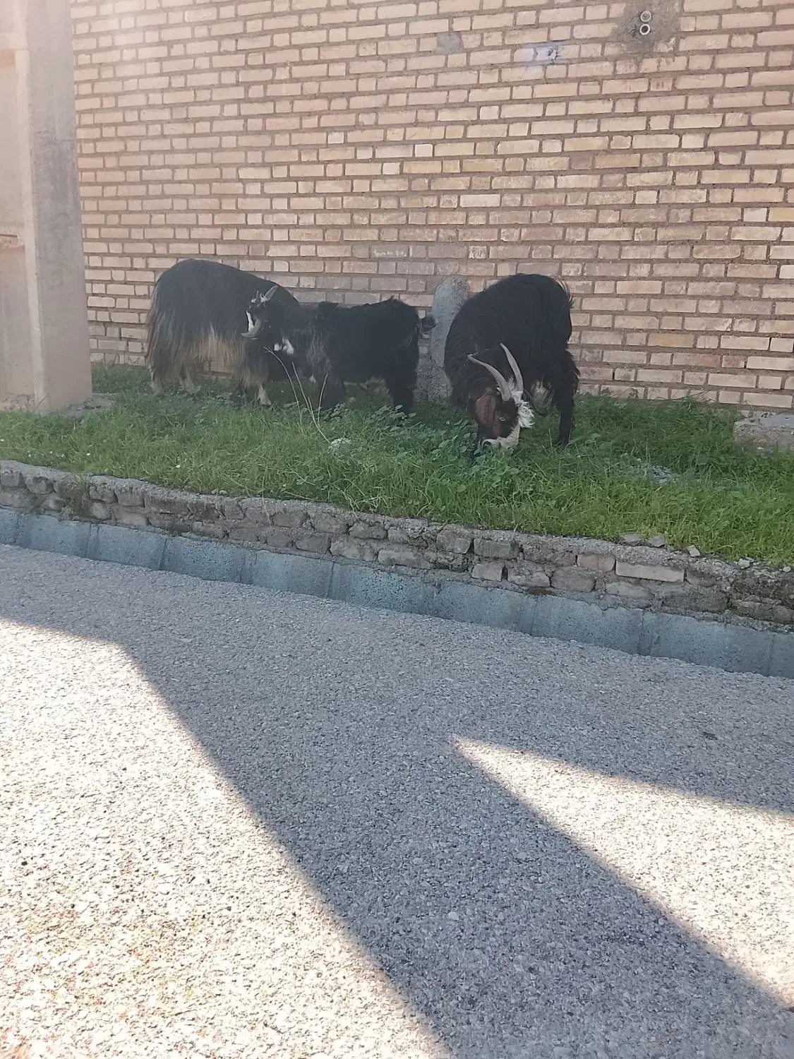 بز بیگ فروشی|حیوانات مزرعه|گتوند, |دیوار