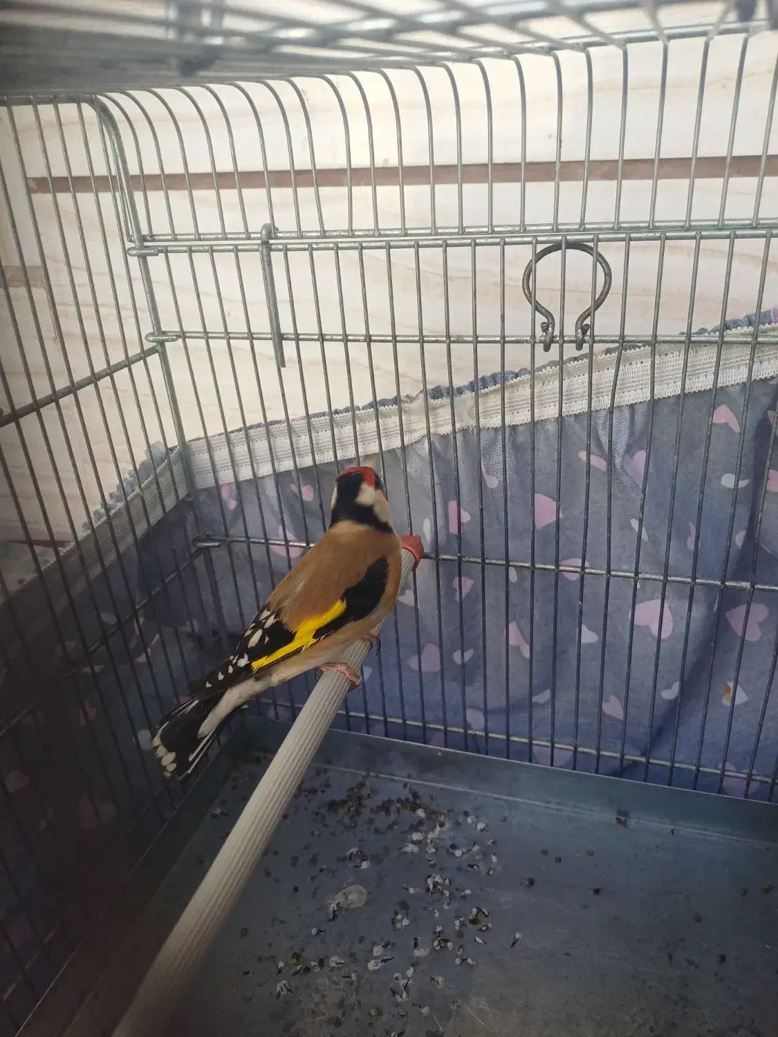 سهره|پرنده|خرم‌آباد, |دیوار