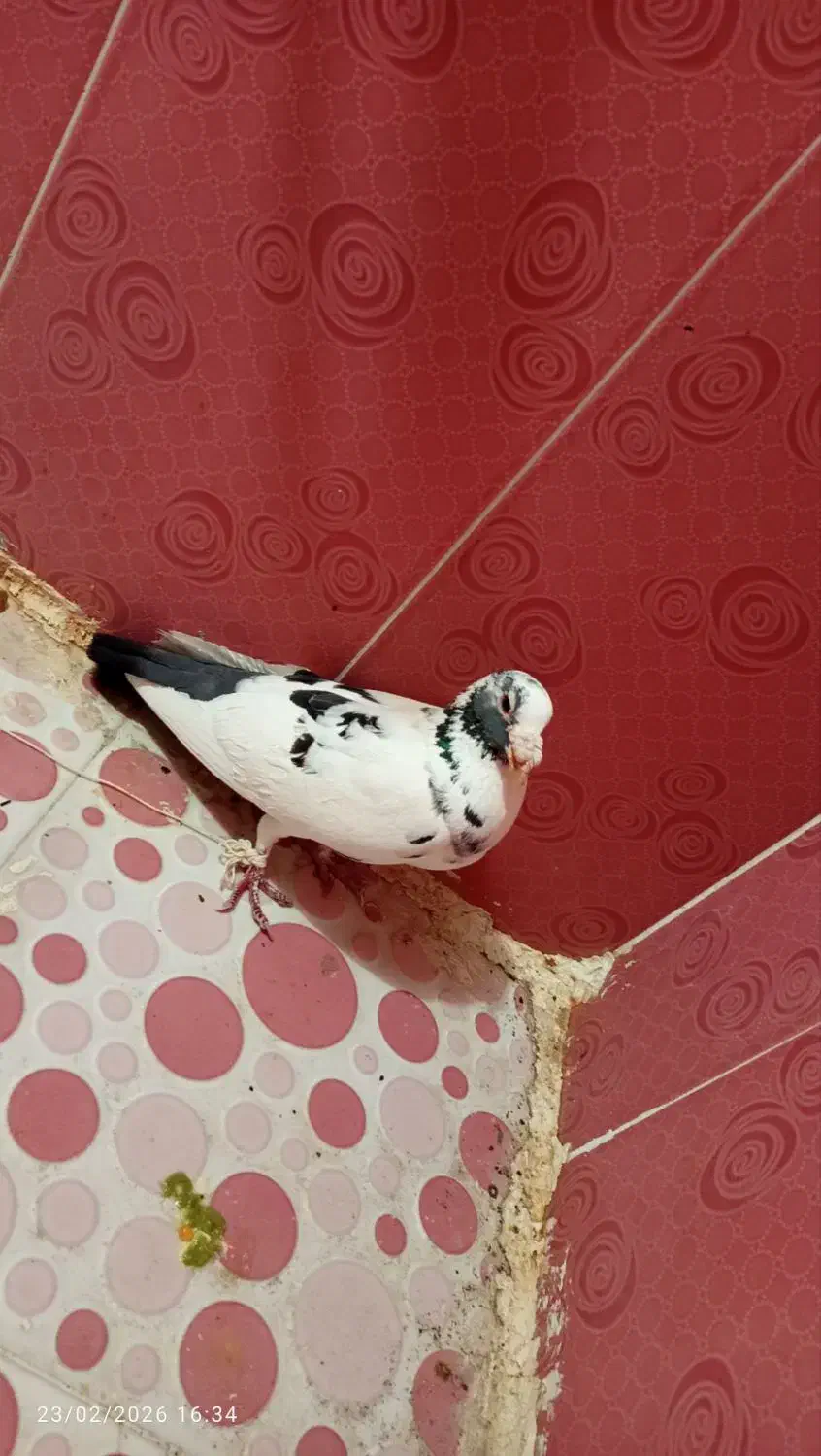 کبوتر|پرنده|سنندج, |دیوار