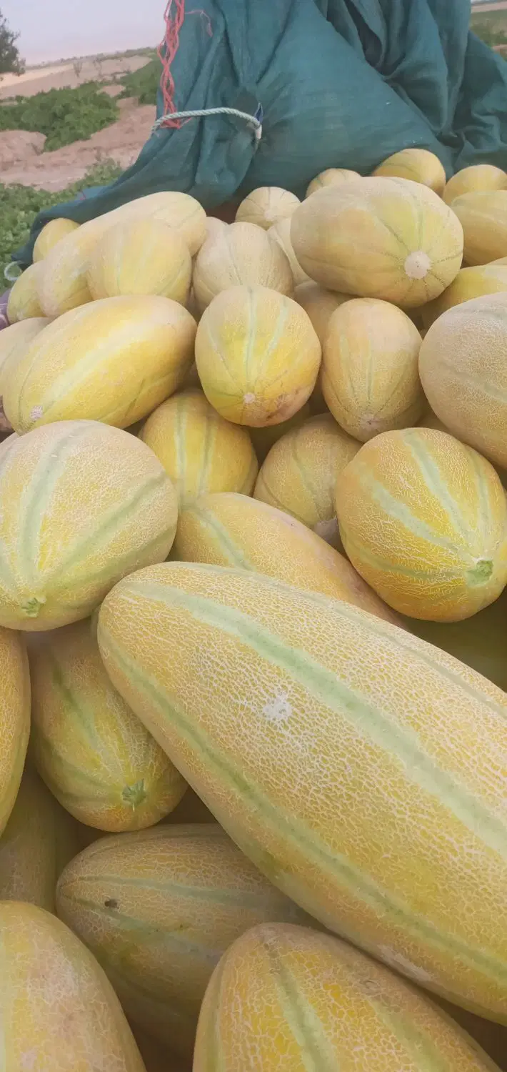 خربزه|خوردنی و آشامیدنی|میلاجرد, |دیوار
